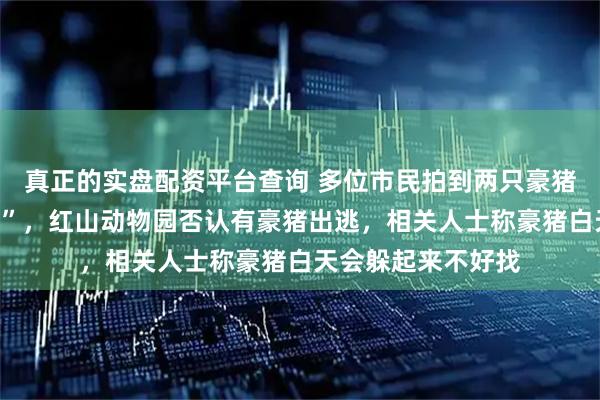 真正的实盘配资平台查询 多位市民拍到两只豪猪在南京街头“夜跑”，红山动物园否认有豪猪出逃，相关人士称豪猪白天会躲起来不好找